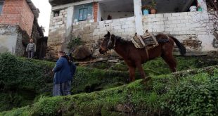 Aydınlı Şerife nine, can dostu olan atı Ceylan'la hayatın yükünü sırtlanıyor