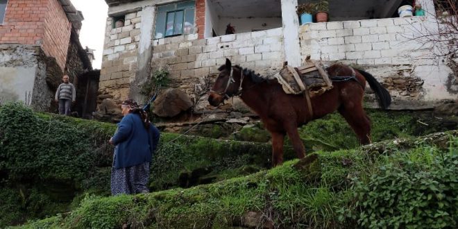 Aydınlı Şerife nine, can dostu olan atı Ceylan'la hayatın yükünü sırtlanıyor