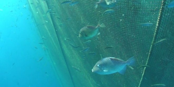 Bilim insanları balık çiftliklerindeki deniz canlılarını araştırdı