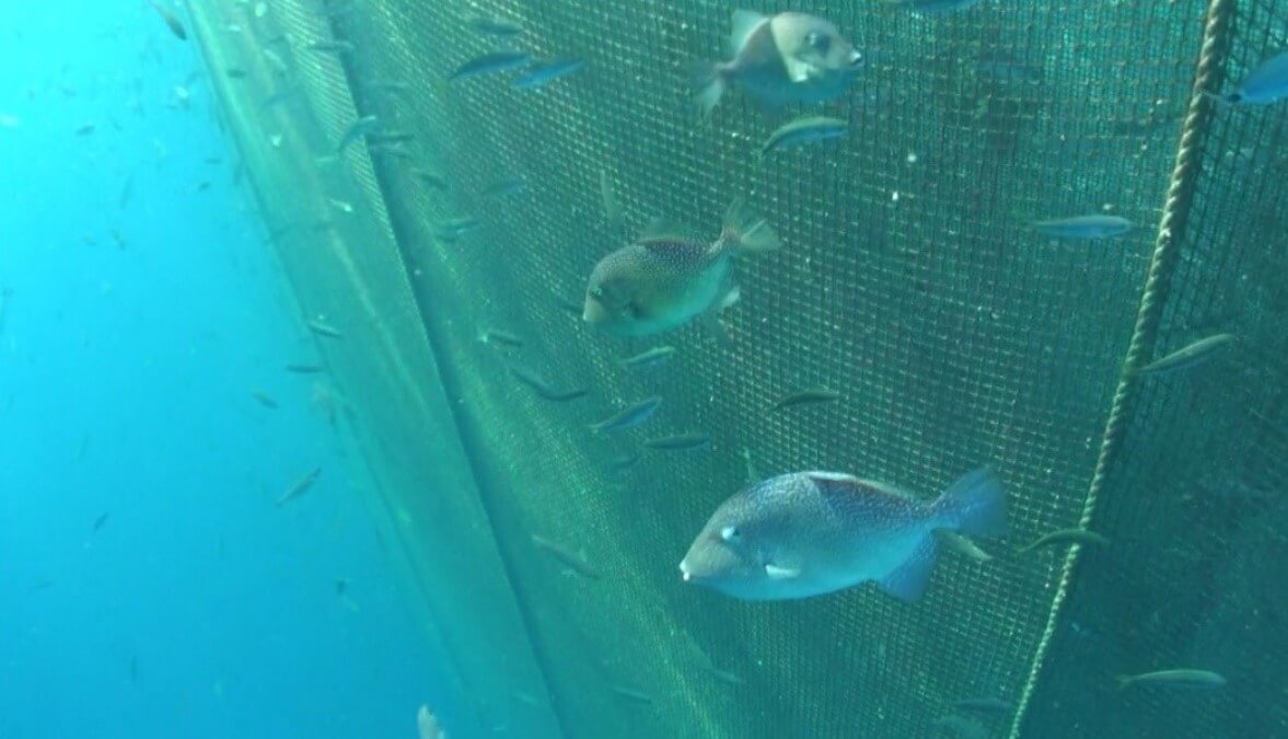 Bilim insanları balık çiftliklerindeki deniz canlılarını araştırdı