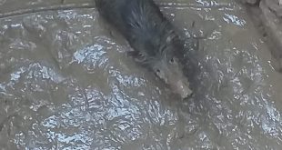 Bodrum'da kuyuya düşen yaban domuzu kurtarıldı
