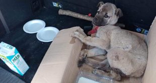 Donmaktan son anda kurtarılan yavru köpek belediyeye teslim edildi