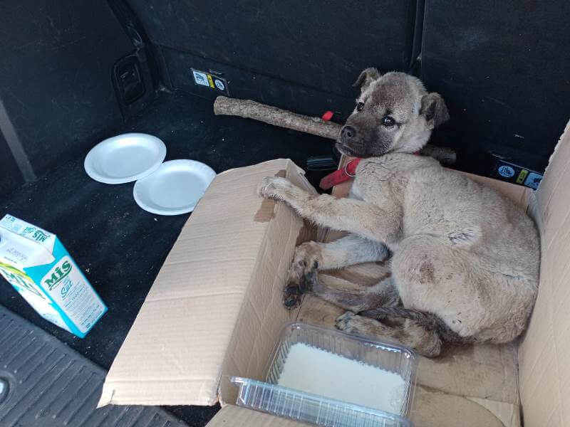 Donmaktan son anda kurtarılan yavru köpek belediyeye teslim edildi