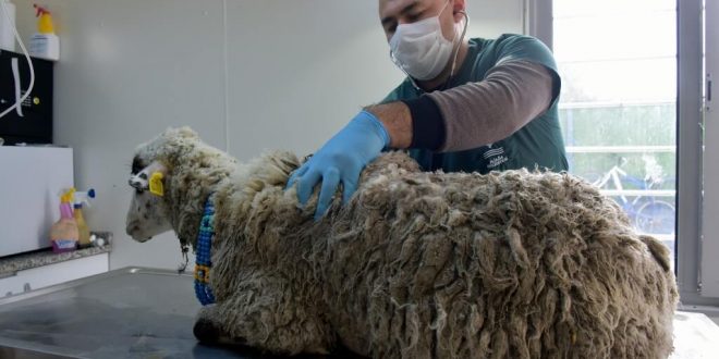 İzmir'de bataklığa saplanan koyunu belediye ekipleri kurtardı
