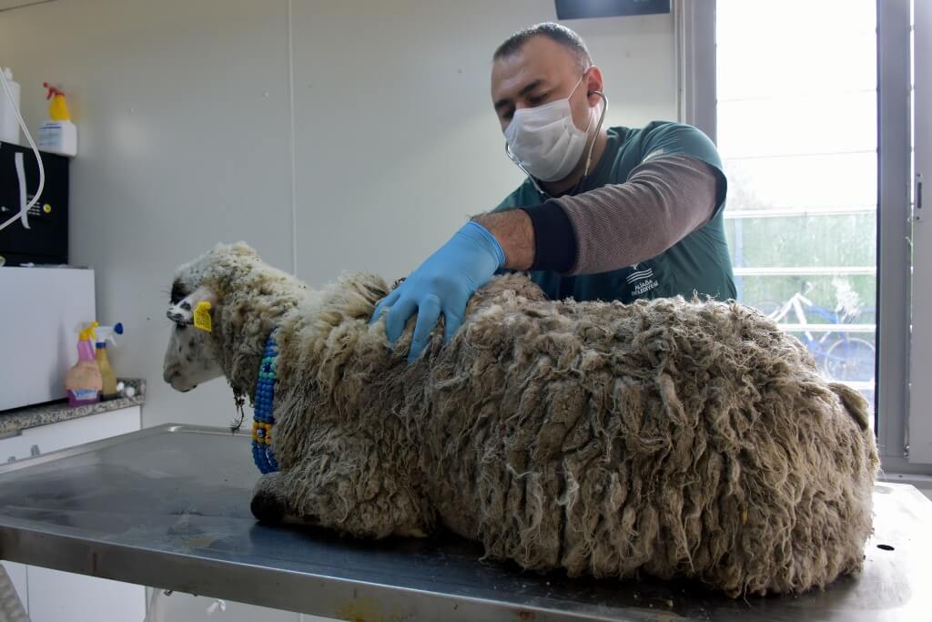 İzmir'de bataklığa saplanan koyunu belediye ekipleri kurtardı