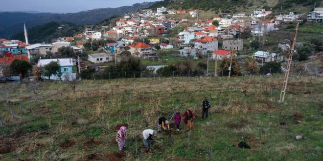 İzmirli kadınlar Kavacık üzümü bağlarını sezona hazırlıyor