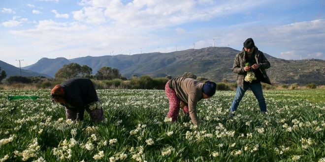 Karaburun Yarımadası'nda yetiştirilen nergis çiçeği rağbet görüyor