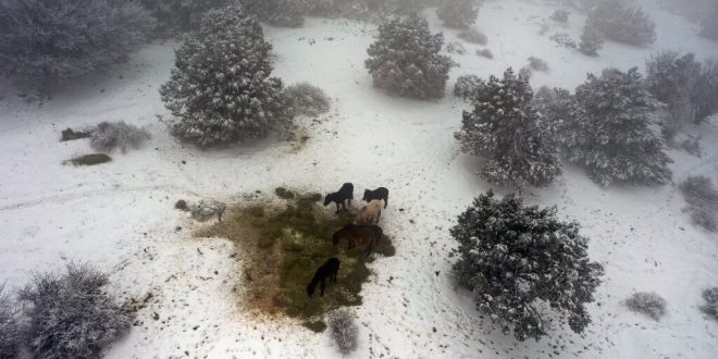 Manisa'da Spil Dağı'ndaki yaban hayvanlarına yem bırakıldı