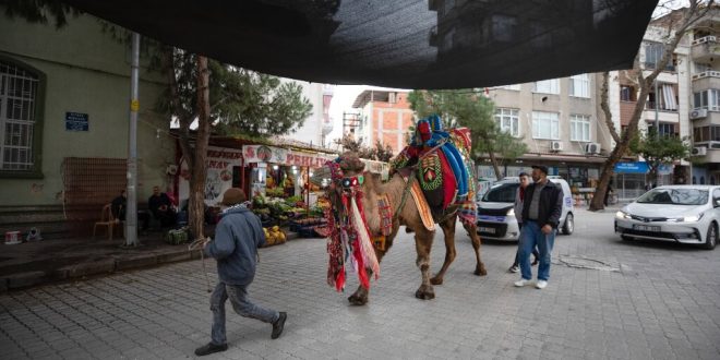 Manisalı aile dededen toruna 3 kuşaktır deveciliği yaşatıyor