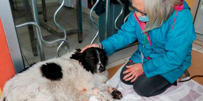 Muğla'da sokak köpeğinin sopayla dövüldüğü iddia edildi