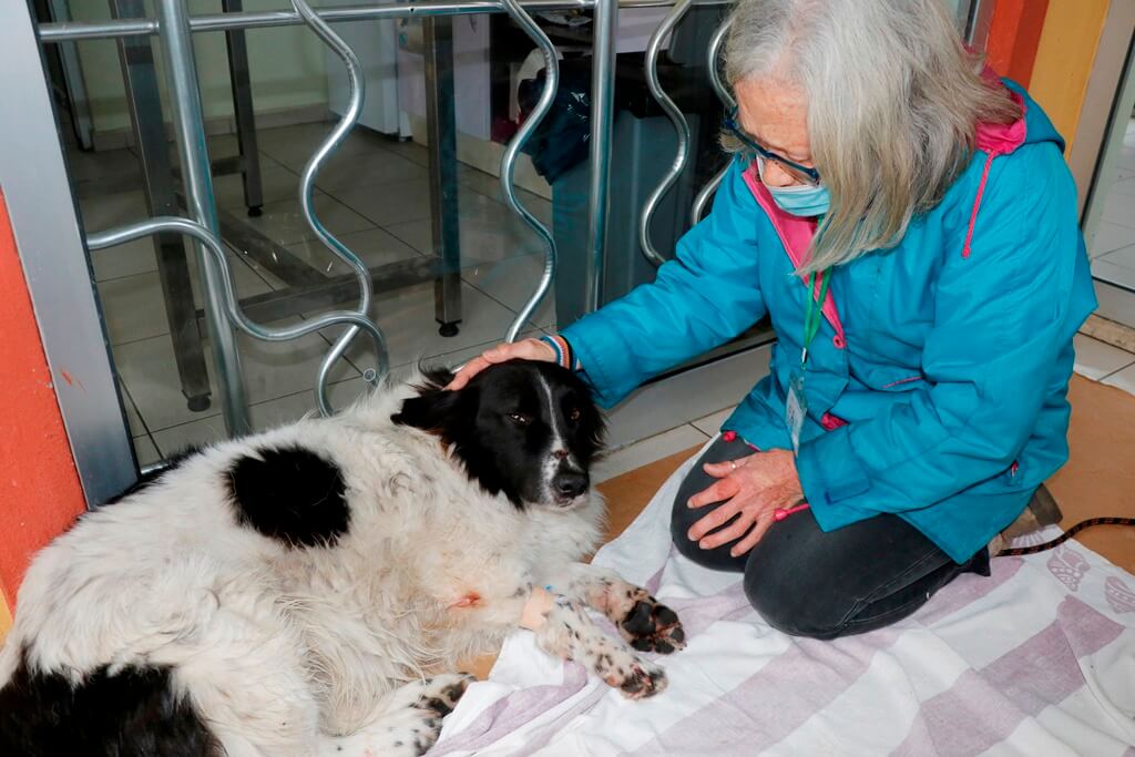 Muğla'da sokak köpeğinin sopayla dövüldüğü iddia edildi