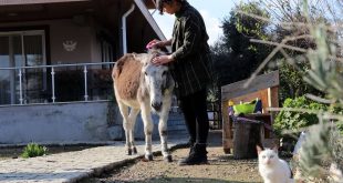 Pamuk isimli eşek İnci hemşirenin arkadaşı oldu