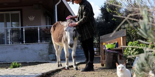 Pamuk isimli eşek İnci hemşirenin arkadaşı oldu