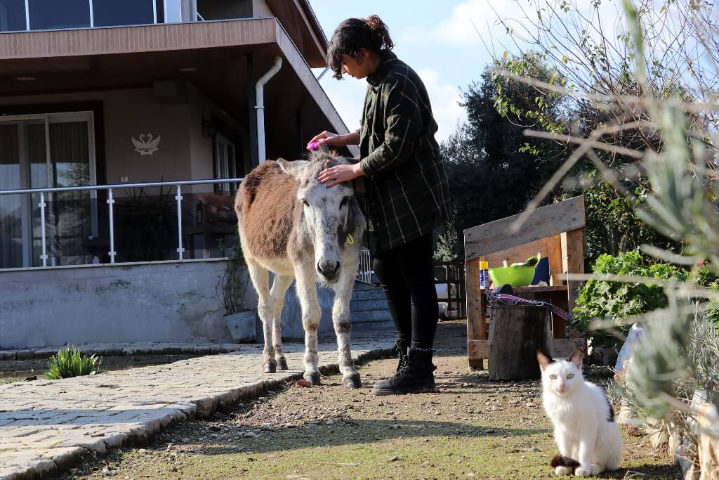 Pamuk isimli eşek İnci hemşirenin arkadaşı oldu