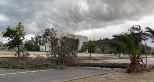 Tire'de fırtına nedeniyle ağaç devrildi
