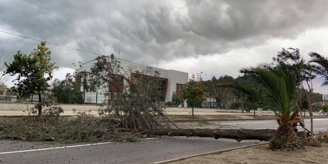 Tire'de fırtına nedeniyle ağaç devrildi