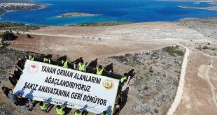 Çeşme'de yangından zarar gören alana 5 bin sakız ağacı fidanı dikildi