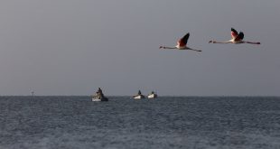 İzmir Gediz deltasının kıyı balıkçıları