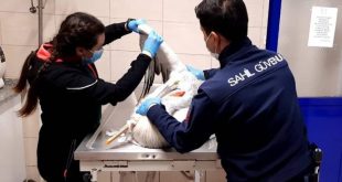 İzmir'de yaralı pelikanı Sahil Güvenlik ekipleri kurtardı