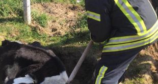 Manisa'da balçığa saplanan inek itfaiye ekiplerince kurtarıldı