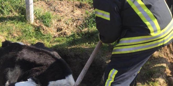 Manisa'da balçığa saplanan inek itfaiye ekiplerince kurtarıldı