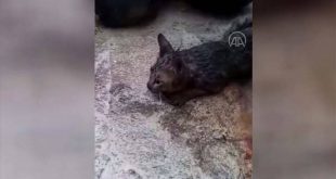 Manisa'da başı konserve kutusuna sıkışan kediyi itfaiyeciler kurtardı
