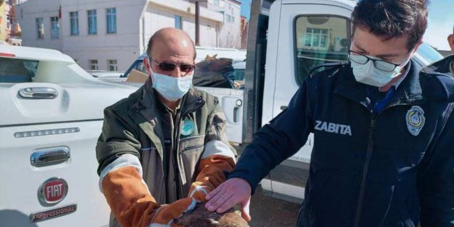 Manisa'da bulunan yaralı şahin, tedavi altına alındı