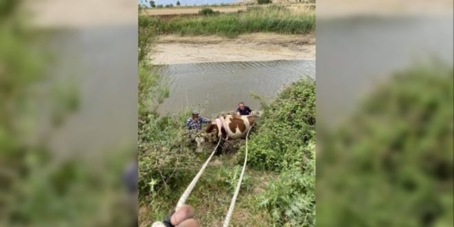 Aydın'da Menderes Nehri'ne düşen ineği itfaiye ekibi kurtardı