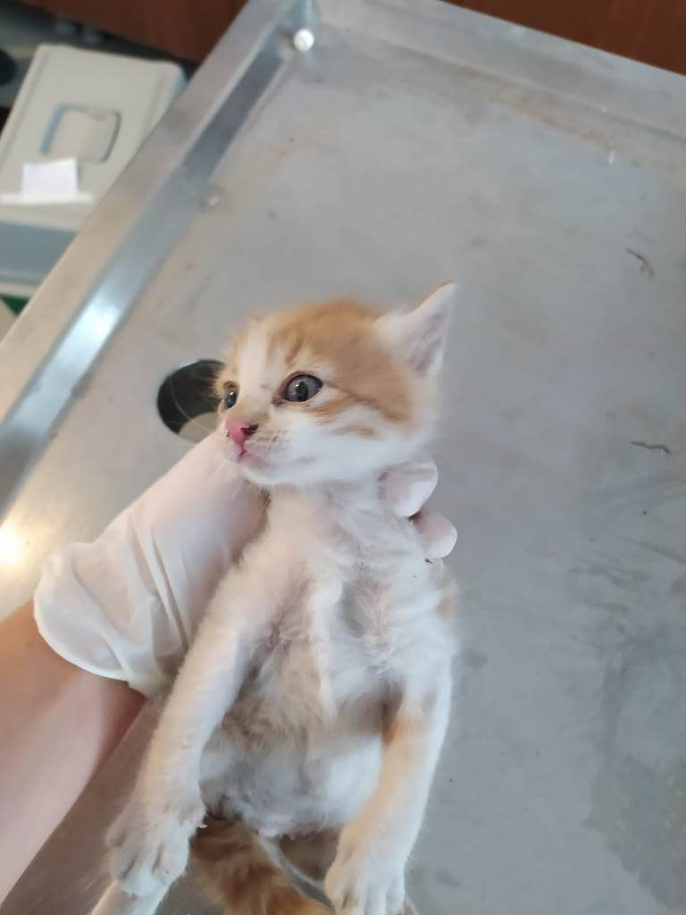 Bodrum'da Temizlik personelinin dikkati sonucu çöp konteynerindeki kedi yavrusu kurtuldu