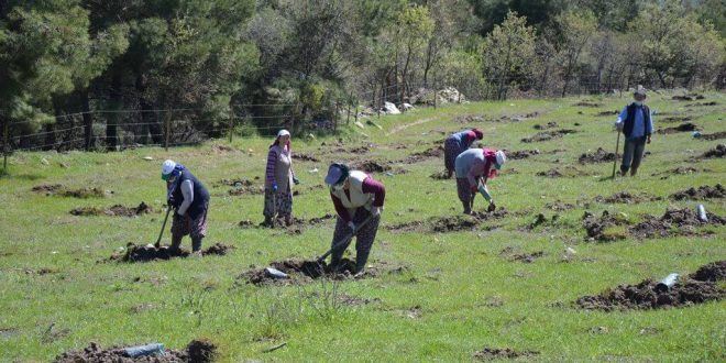 Ege'nin dağlarına Manisalı kadınlar gelir getirici ağaçları dikiyor