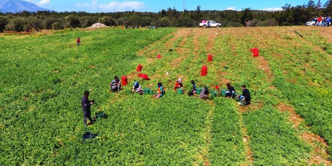 Muğla'da hasadına başlanan erkenci bezelye, verimi ve fiyatıyla üreticisini sevindirdi