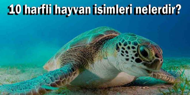 10 harfli hayvan