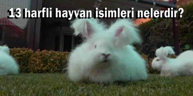 13 harfli hayvan