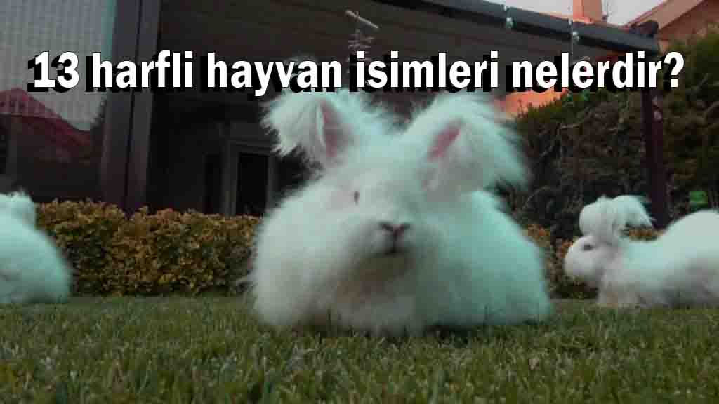 13 harfli hayvan