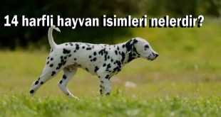 14 harfli hayvan