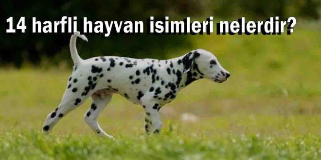14 harfli hayvan