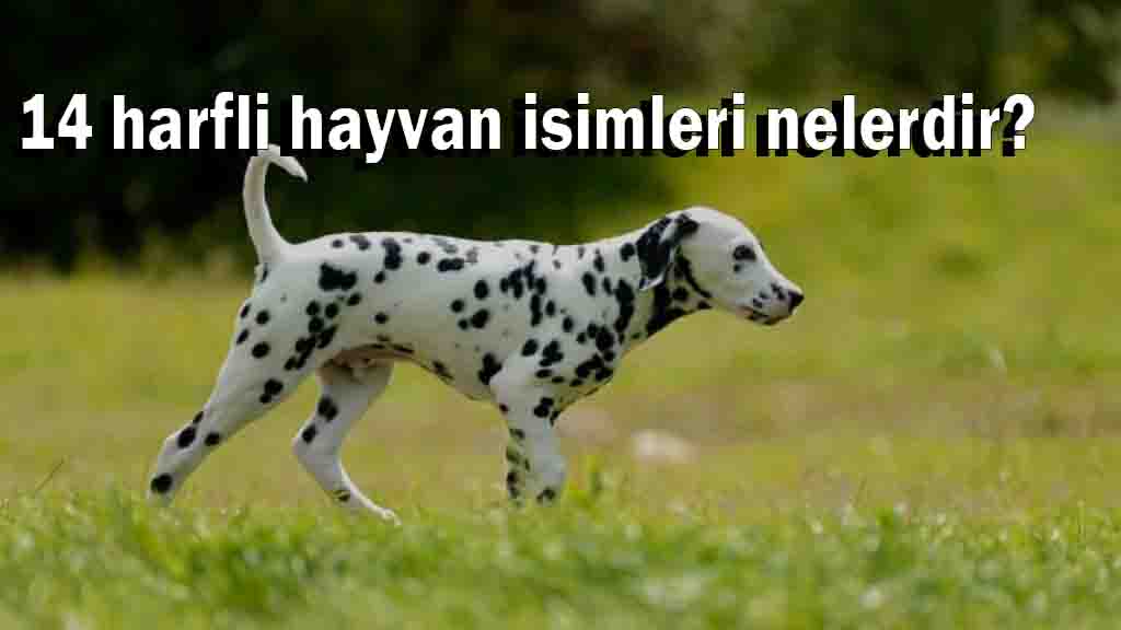 14 harfli hayvan