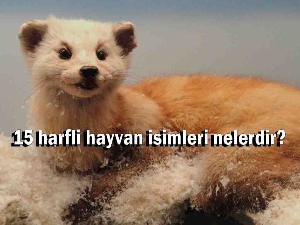 15 harfli hayvan