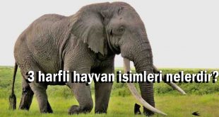 3 harfli hayvan