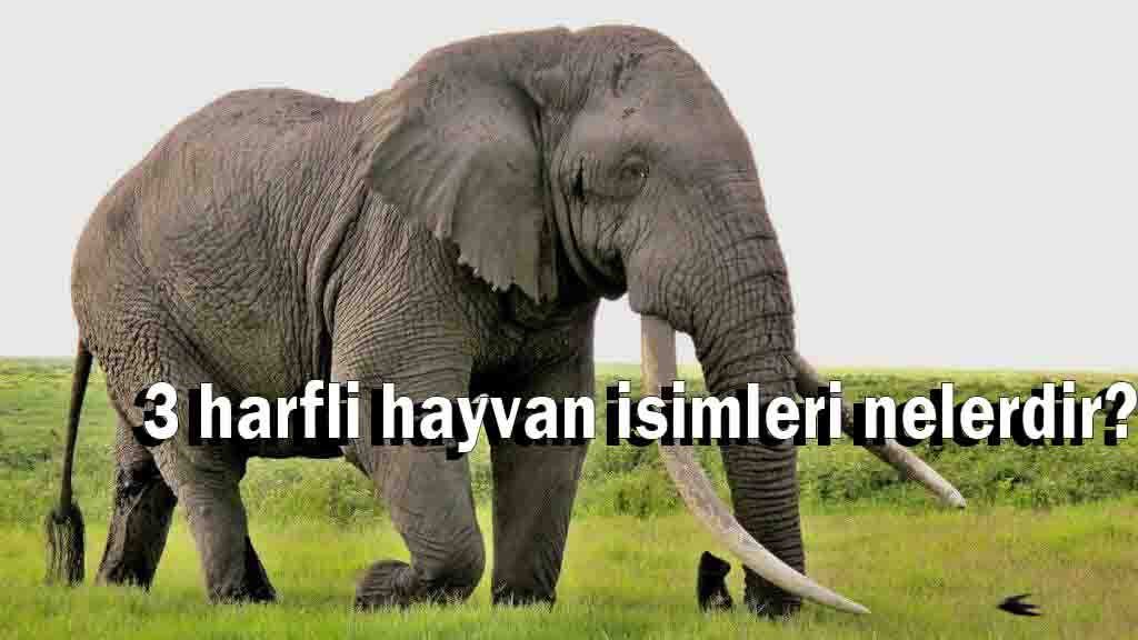 3 harfli hayvan