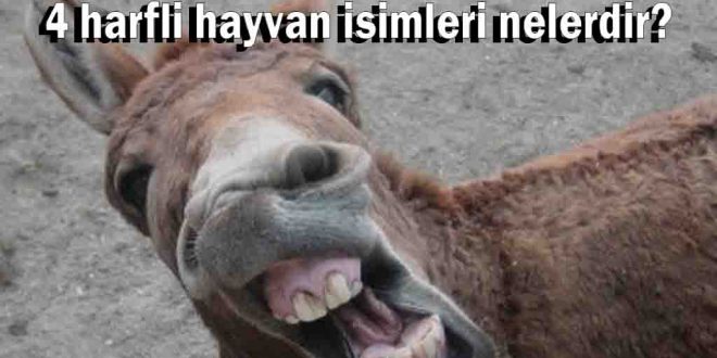 4 harfli hayvan