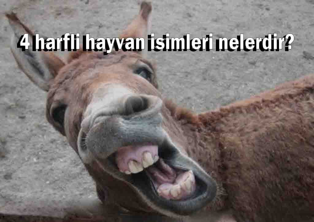 4 harfli hayvan