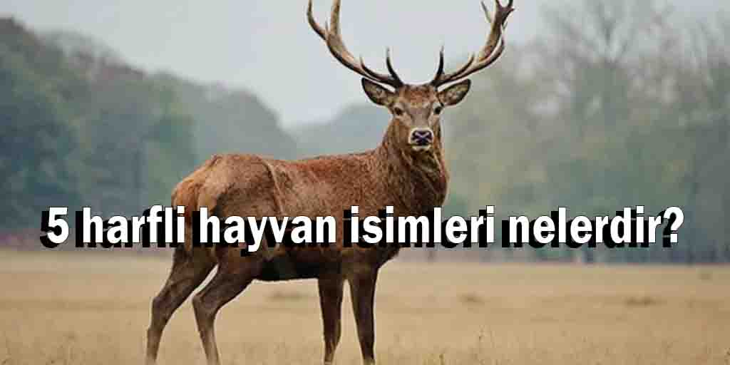 5 harfli hayvan