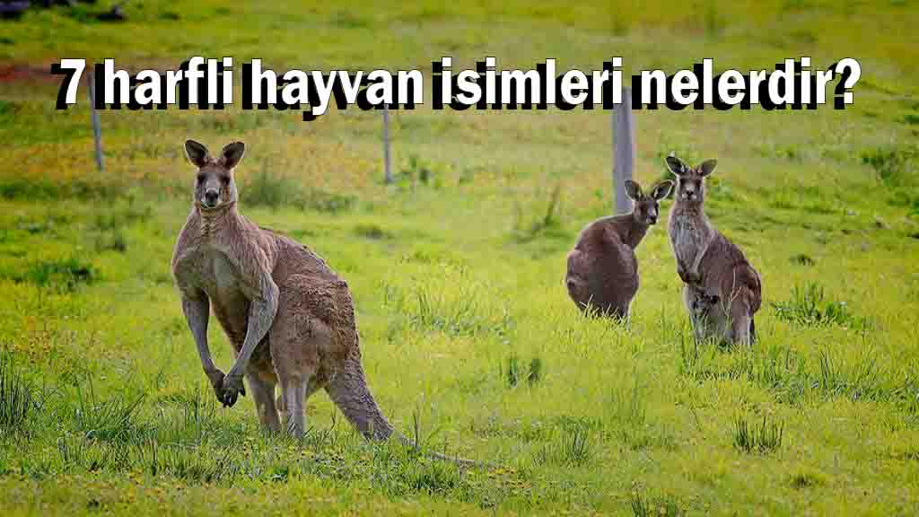 7 harfli hayvan