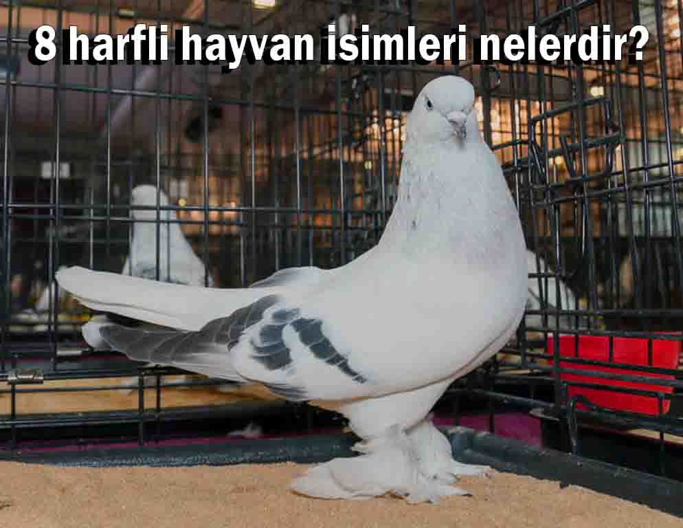 8 harfli hayvan