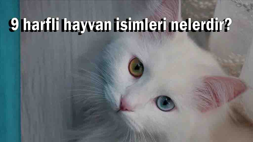 9 harfli hayvan
