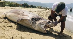 Aydın'ın Kuşadası ilçesinde sahilde köpek balığı ölüsü bulundu