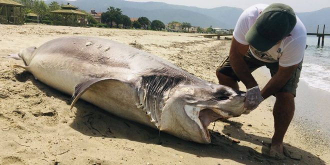 Aydın'ın Kuşadası ilçesinde sahilde köpek balığı ölüsü bulundu