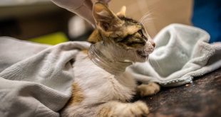 İzmir'de kafası cam kavanoza sıkışan kedi, hayvanseverlerin seferber olmasıyla kurtarıldı