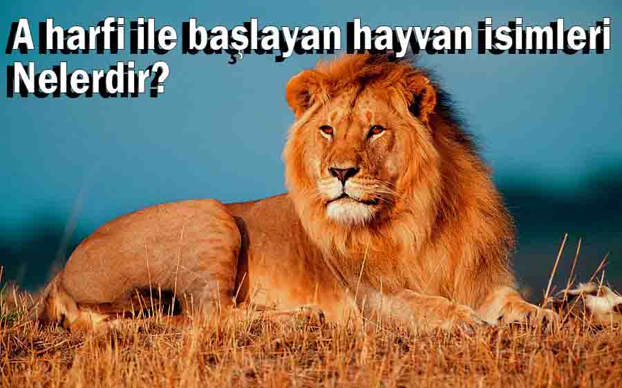 A harfi ile hayvan